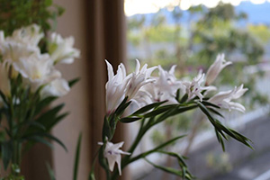 袋井市花屋